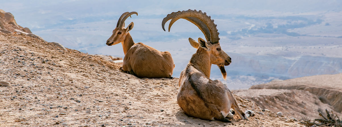 IBEX Capital