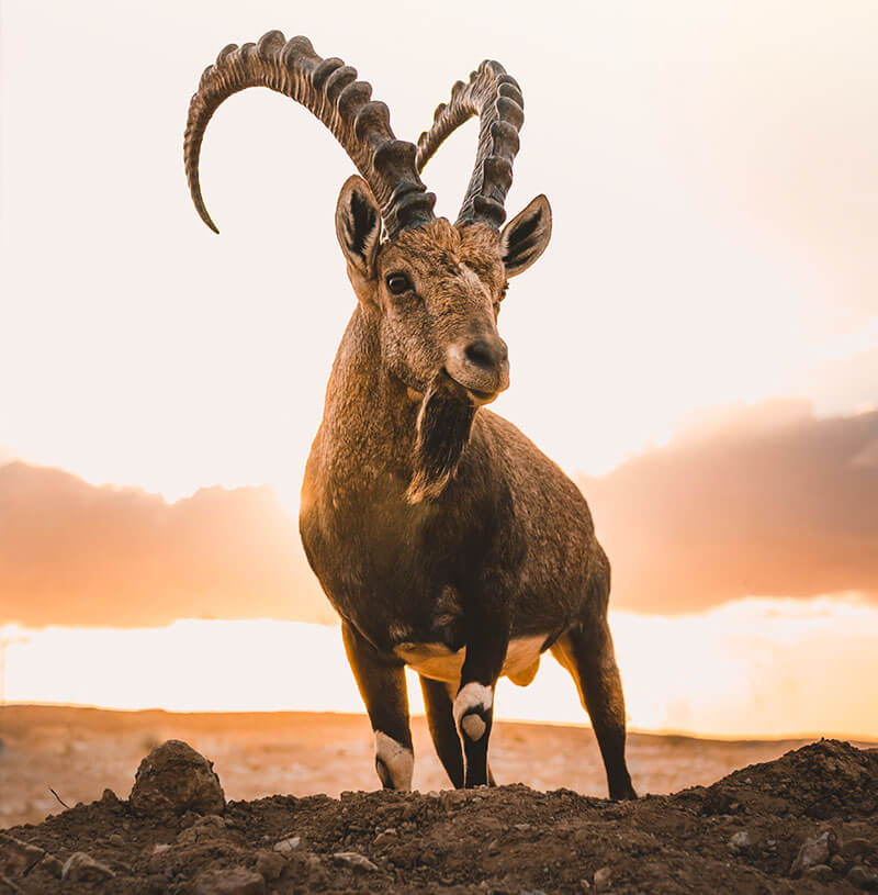 IBEX Capital